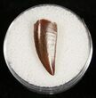 Dark Colored Raptor Tooth From Morocco - #10786-1